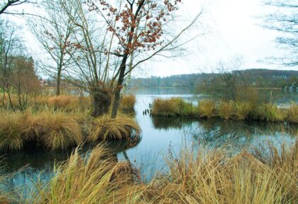 Ufer des Wörthsee
